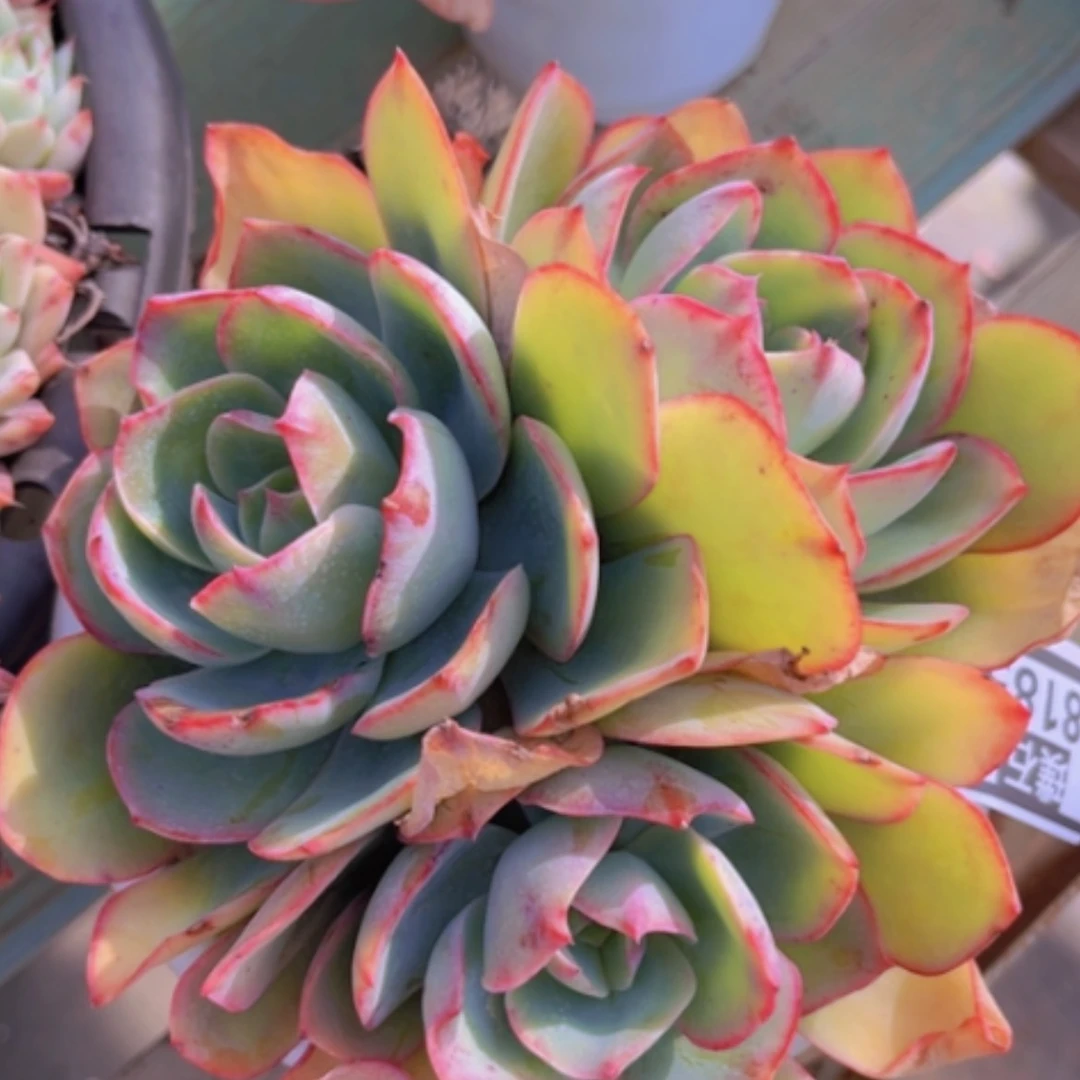 【闪购商品】霓虹灯18185