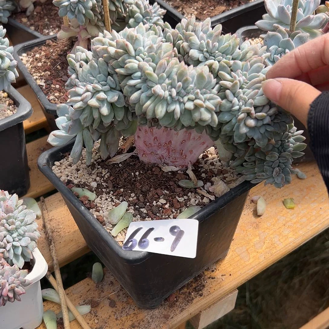 小****发66-9橙子树缀多肉