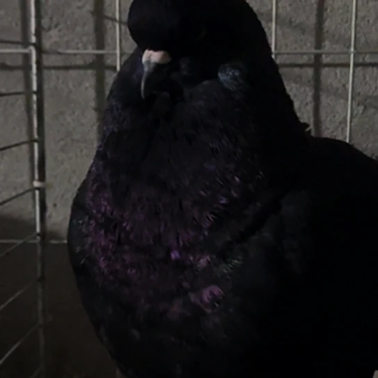 黑色公1只中国大陆散装