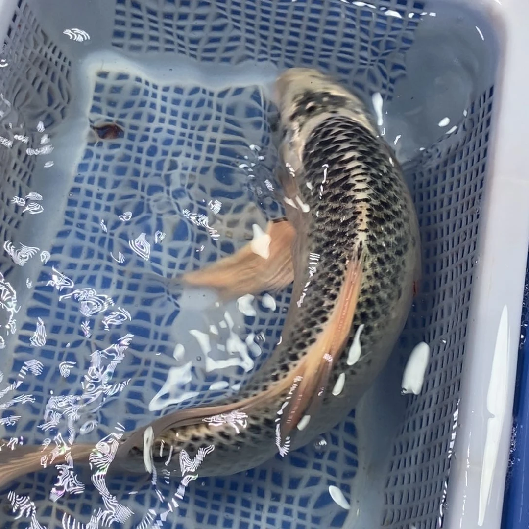 锦鲤冷水锦鲤包邮