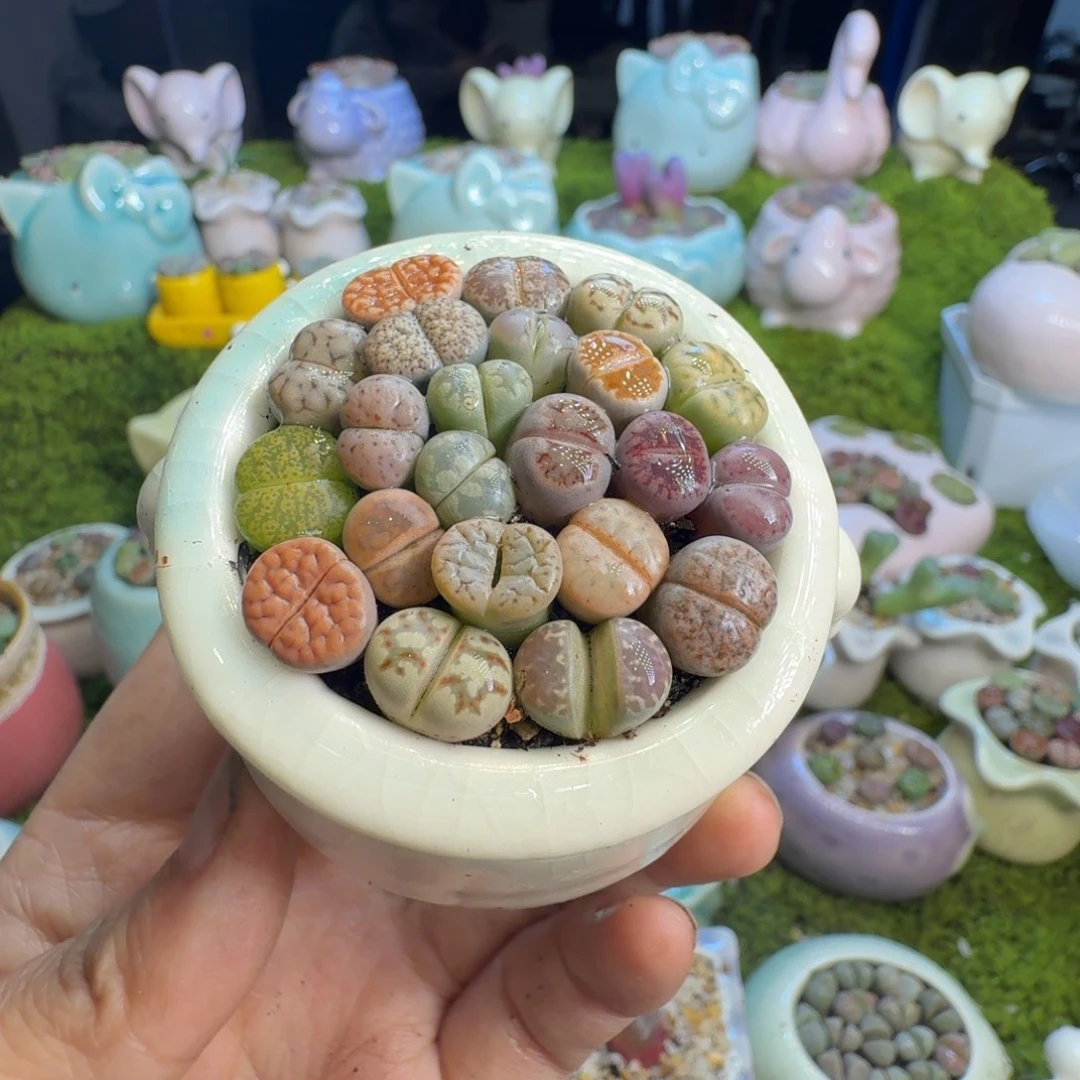 多肉植物开播福利冲1414