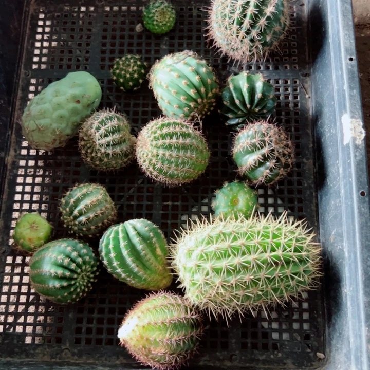 63框拍歪虫咬小无根侧芽无售后
