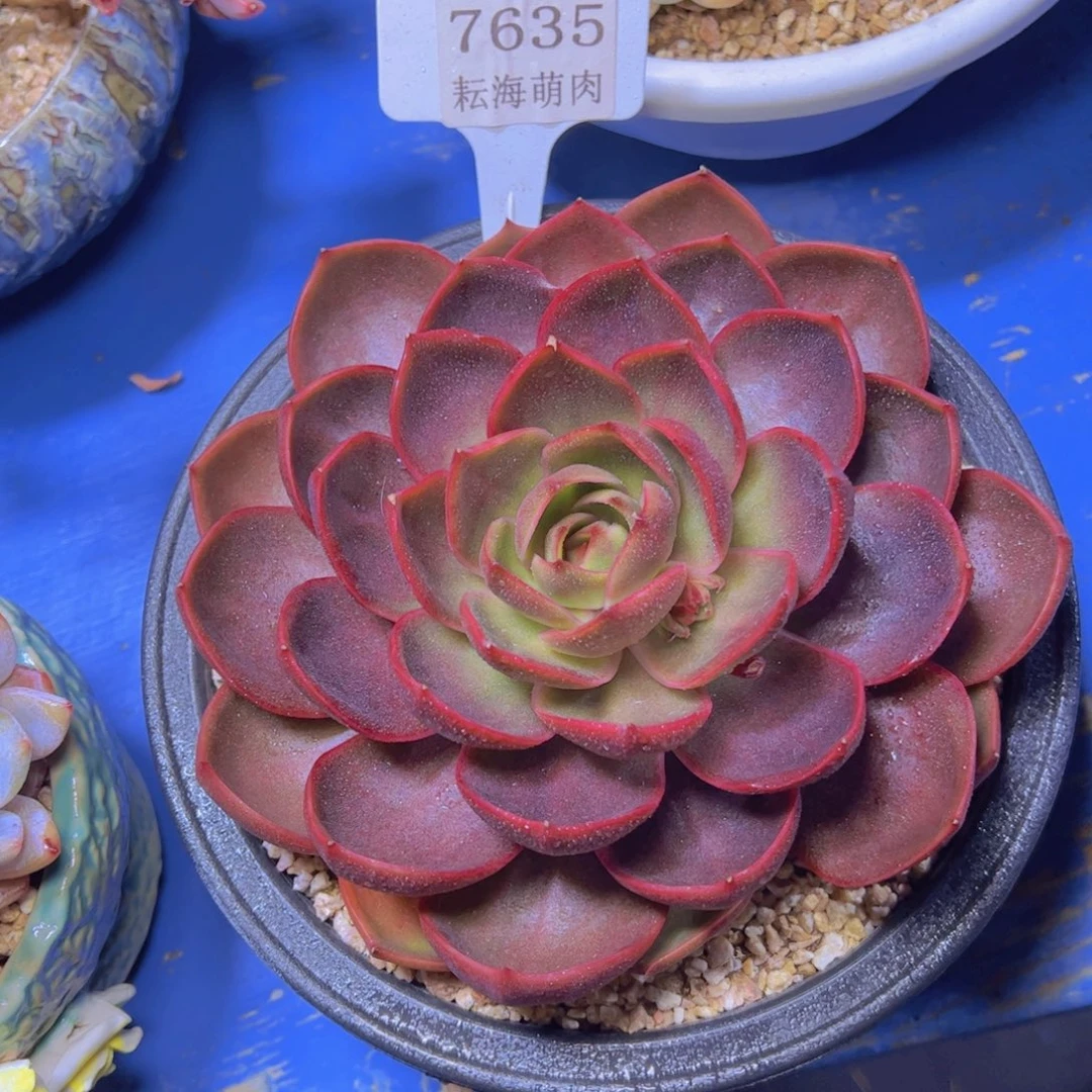 红灯7635多肉植物