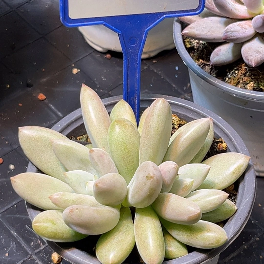 瞌***o多肉植物原始哥特196