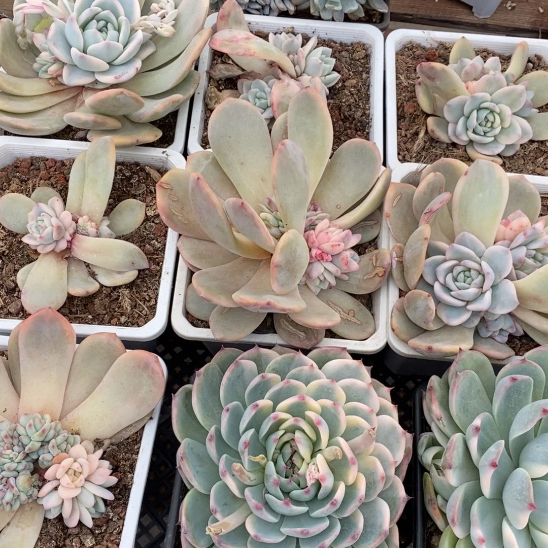 兜****）梦露锦多肉植物