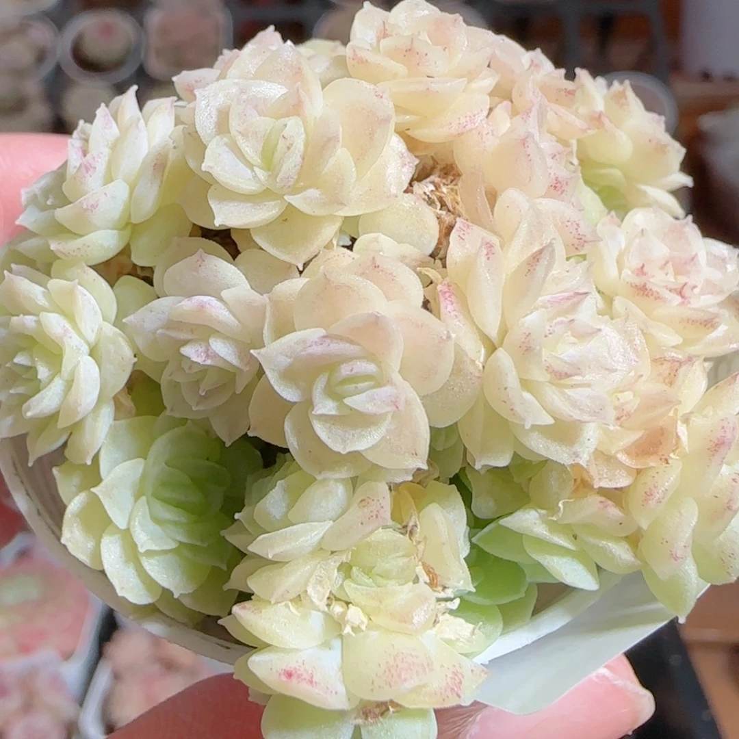 花语多肉0103-276散