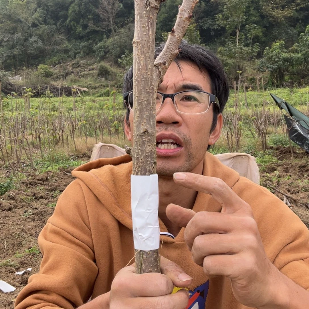 当前无花栽培后可以开花13