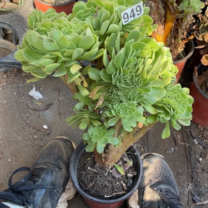949绿羊绒缀化20厘米