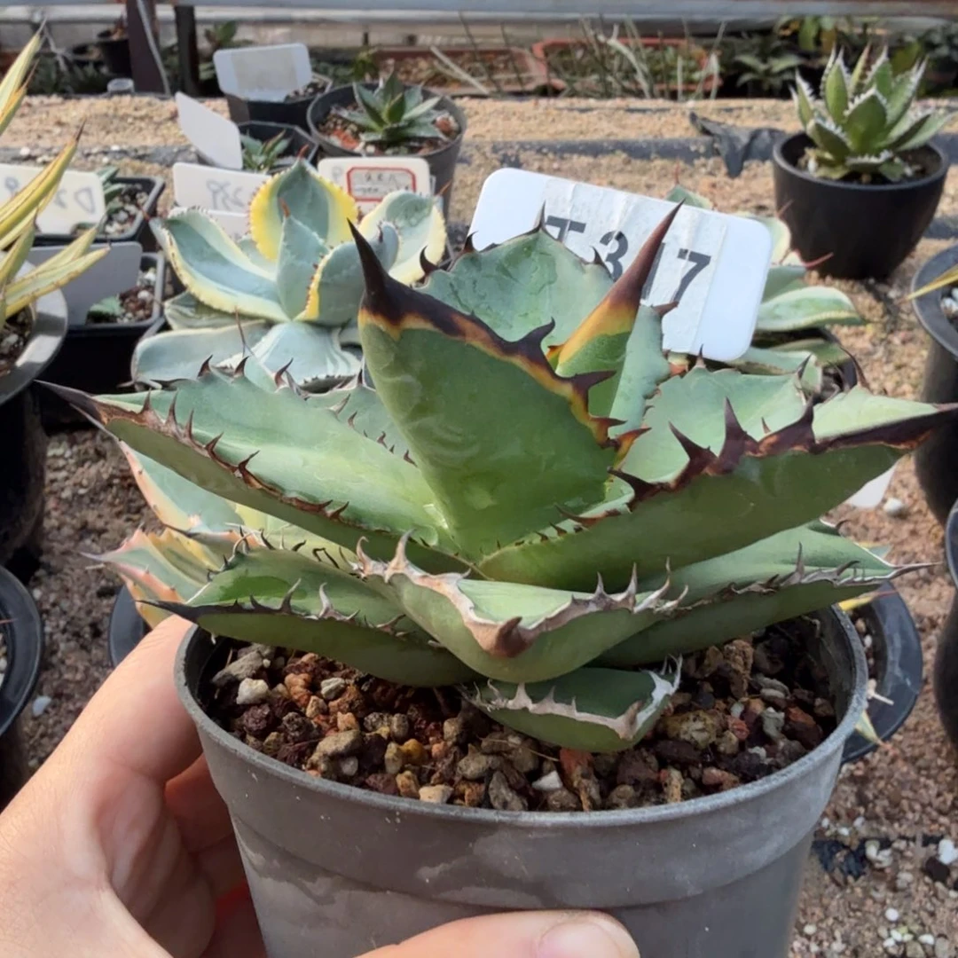 福利黑火一颗脱土发