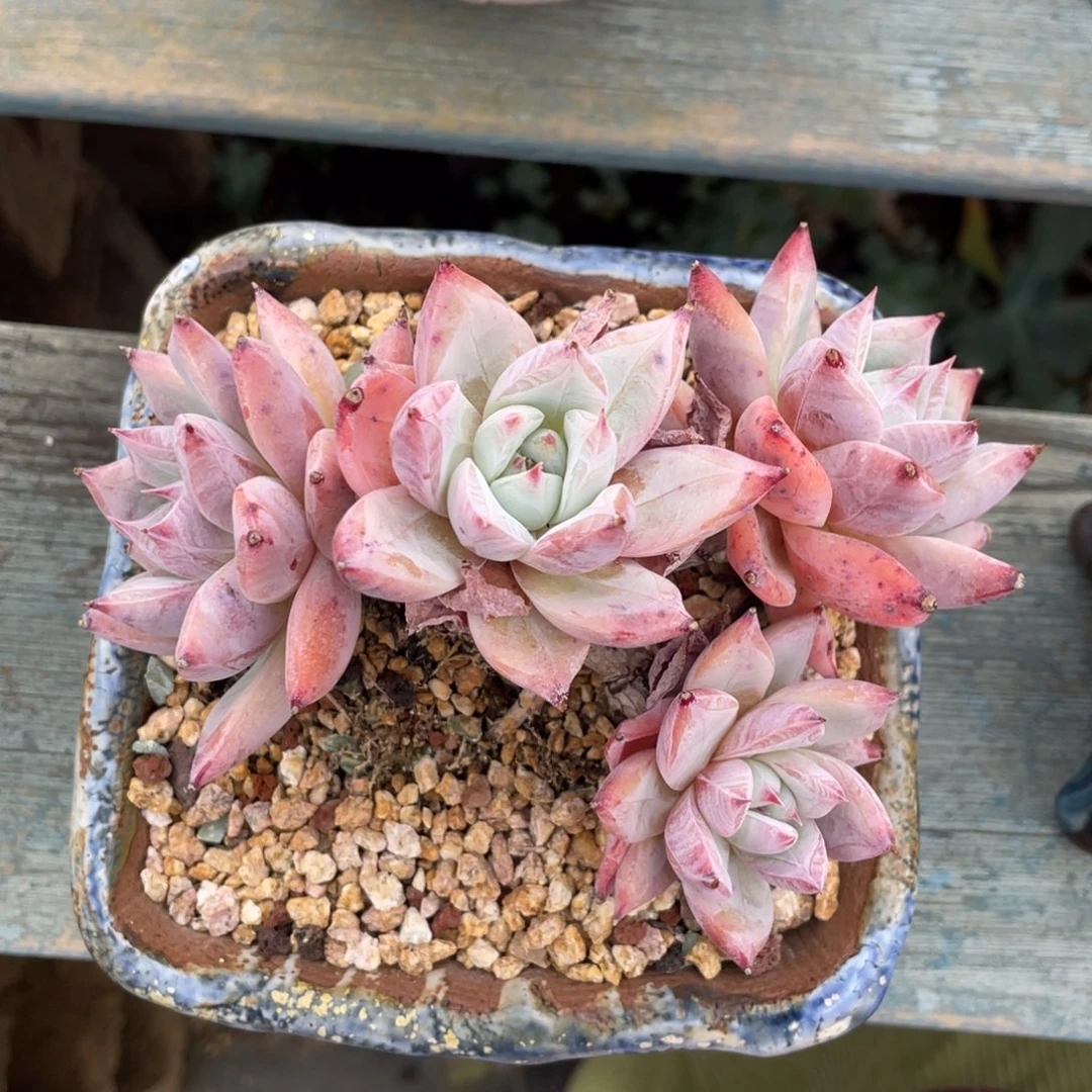 卡系列杂交整装无砍