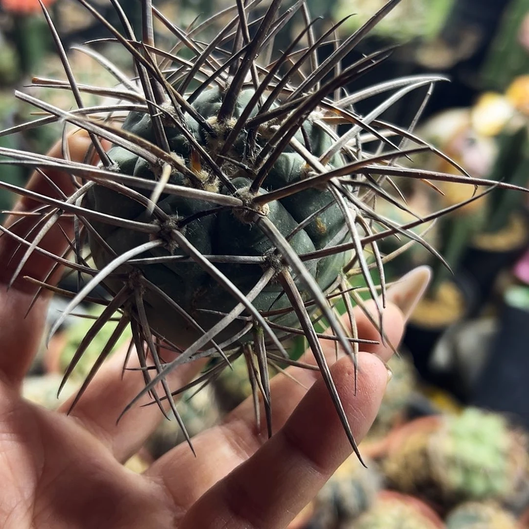 瑕疵福利仙人球1111111111