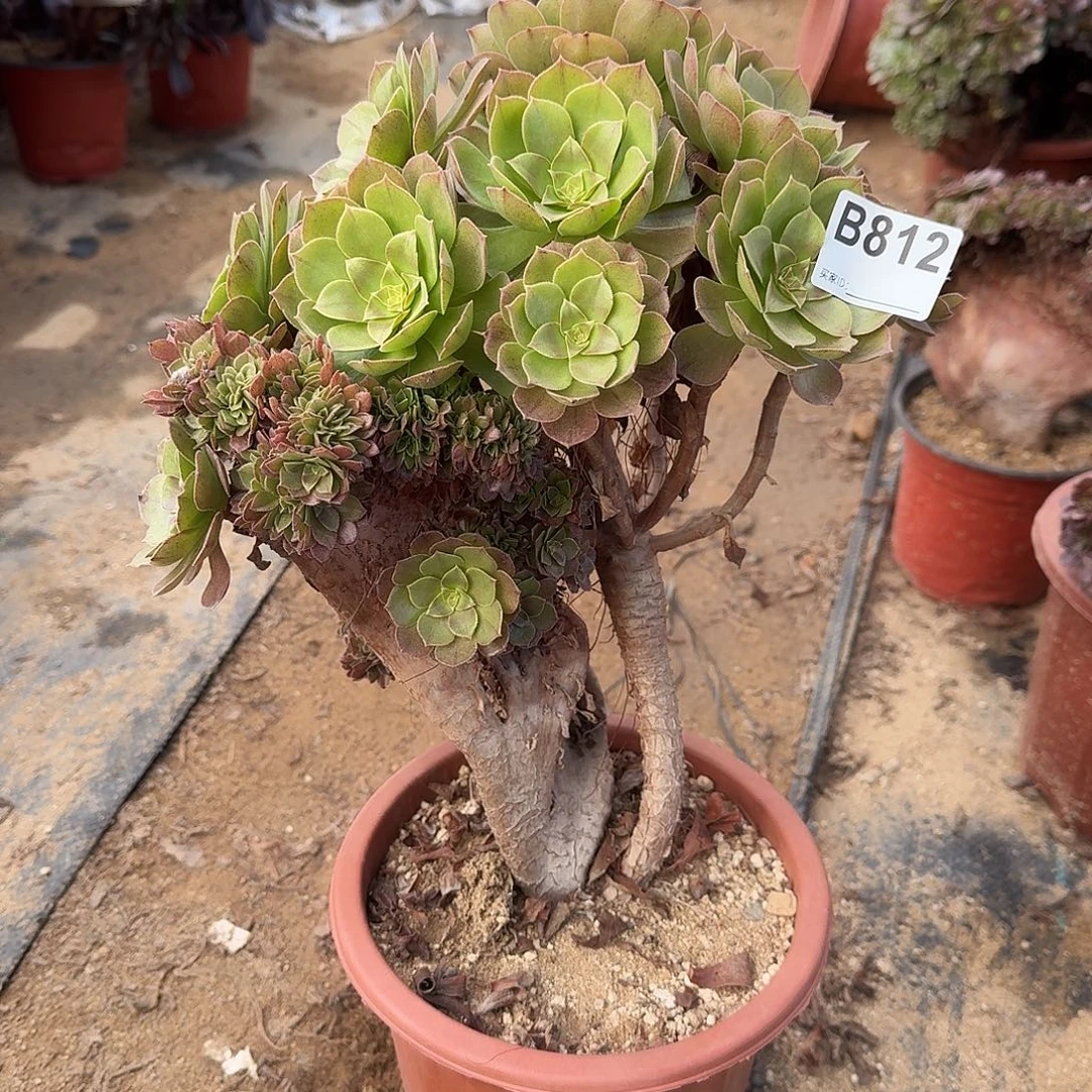 812万缀一颗满28包邮