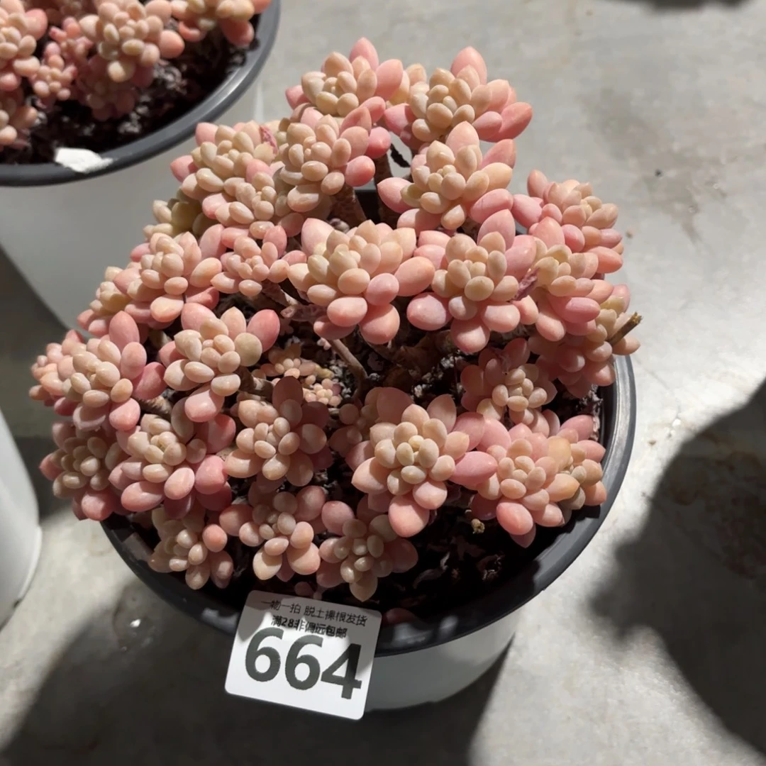 冰淇淋鱼子酱无盆土发货