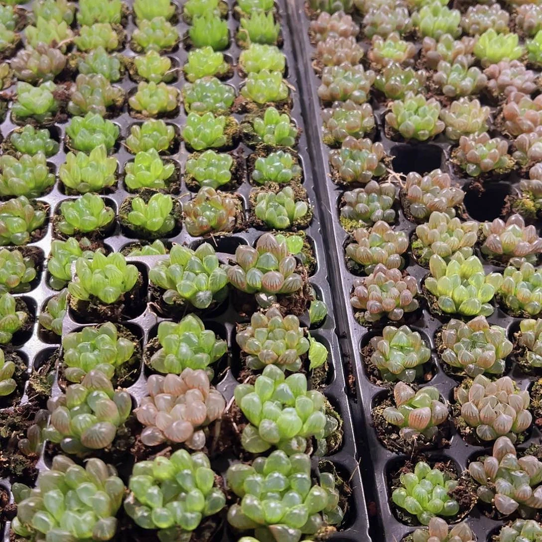 105孔玉露15颗带穴盘量拍