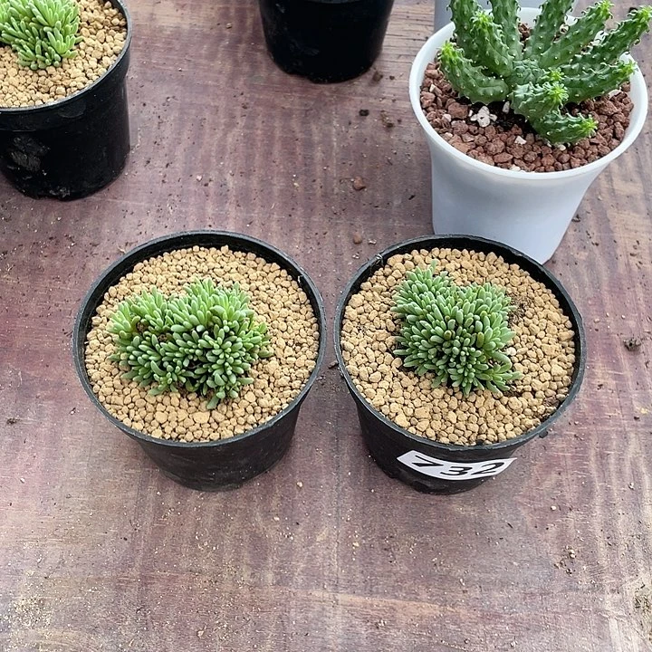 睡***呀732晶珊瑚2颗植物