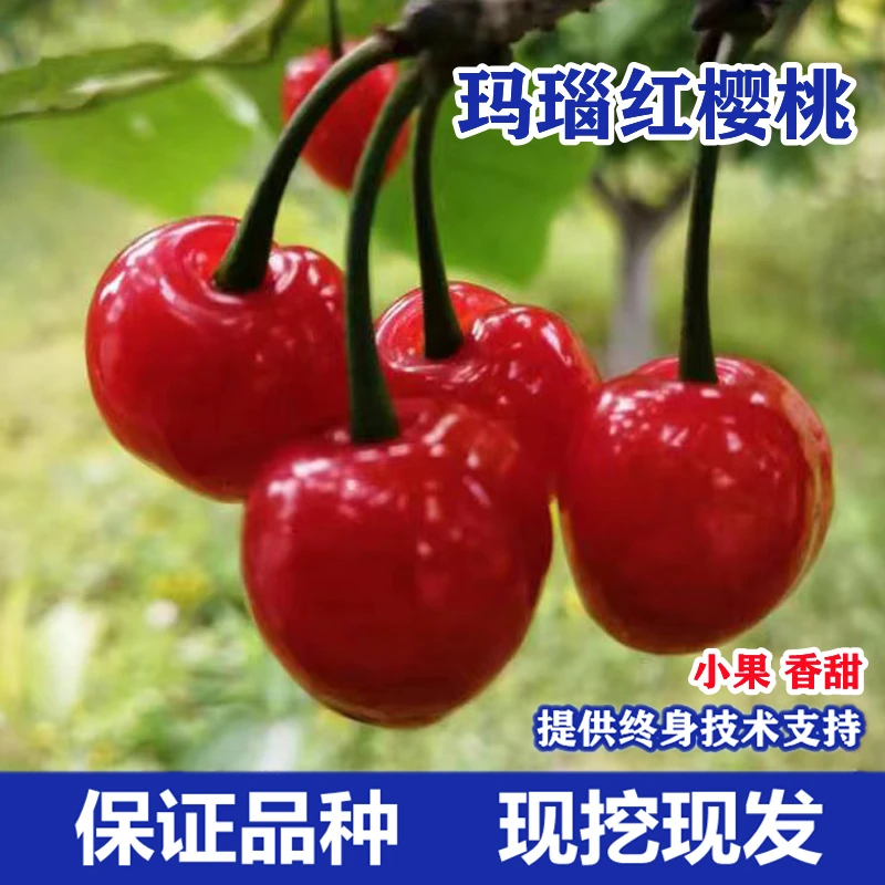 嫁接玛瑙红樱桃树苗南方北方种植盆栽庭院原盆原土易成活耐寒壮苗