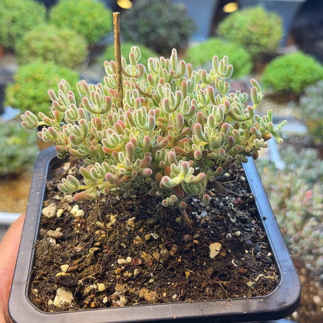 075冰紫枝干番杏多肉