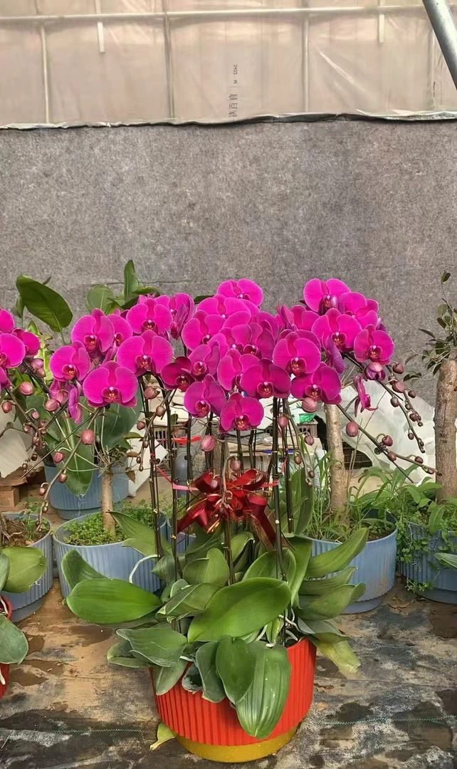 一物一拍过年花卉蝴蝶兰基地直销批发零售礼品送朋友亲戚领导客厅