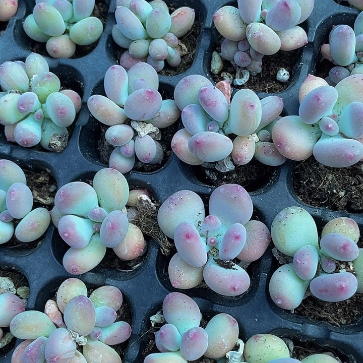 小苹果奶1.5带土发