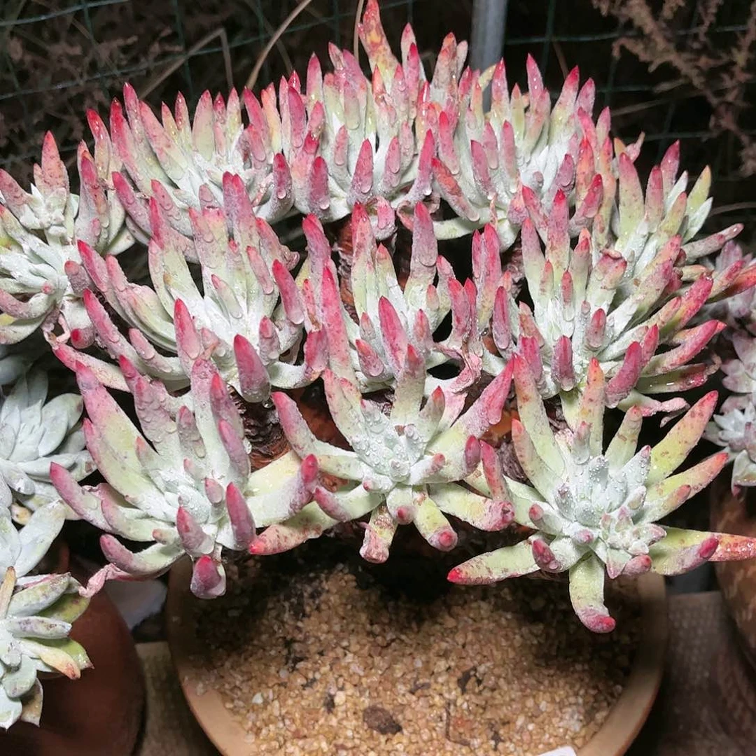 海瑟多肉9265哈哈哈哈