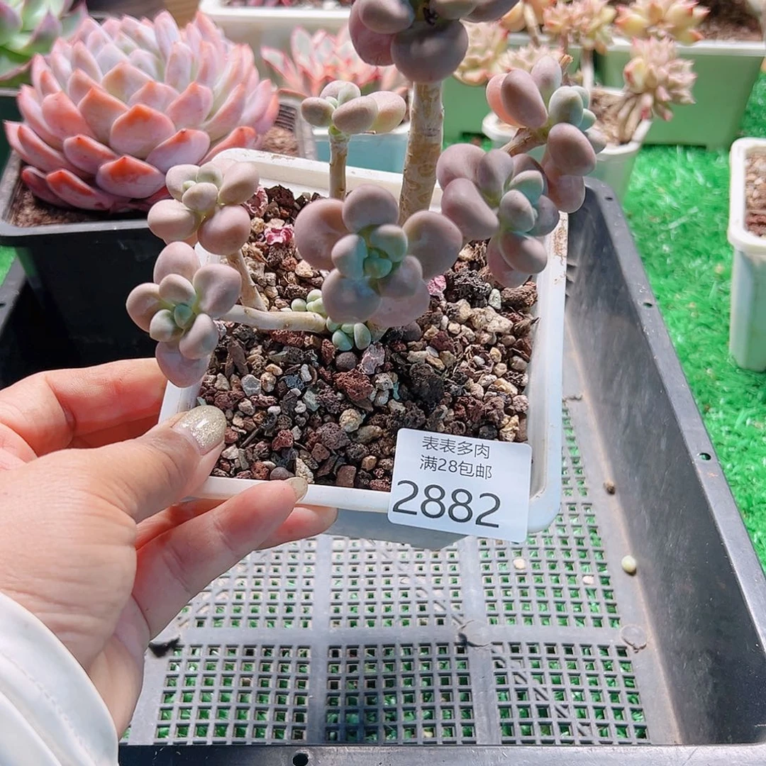 多肉一物一拍植物2882