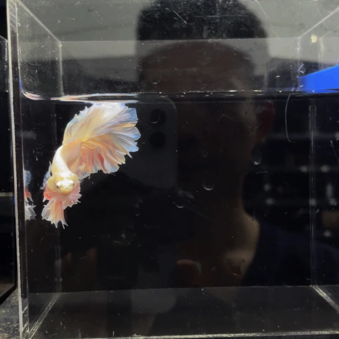 水母Ahhahahahah 452