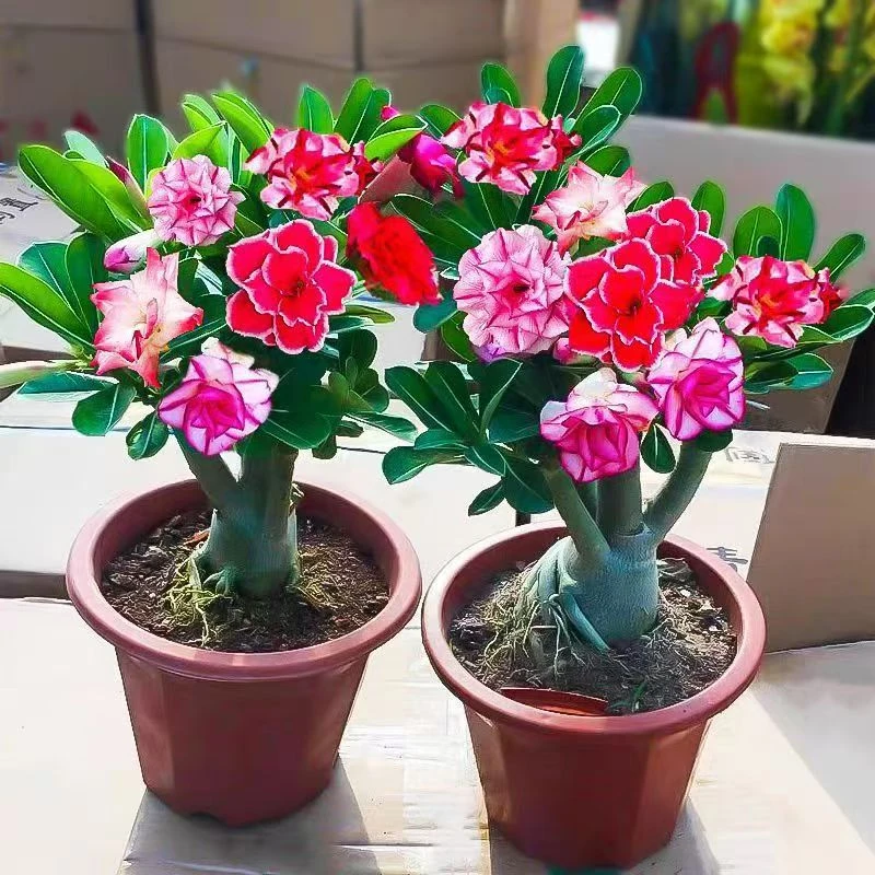 沙漠玫瑰盆栽花卉耐热耐旱适合室内阳台养殖