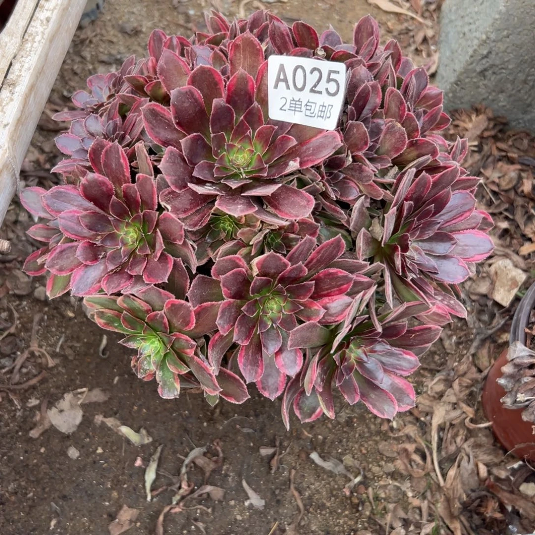 025多肉    金丝捋不包断头