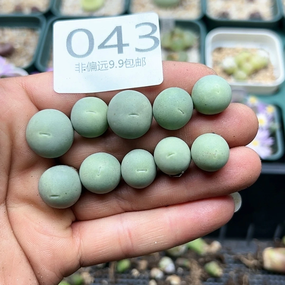 【闪购商品】043