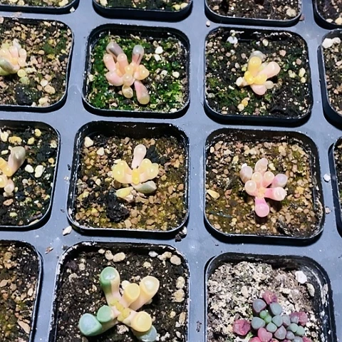 五十林玉锦22.8一盆88888