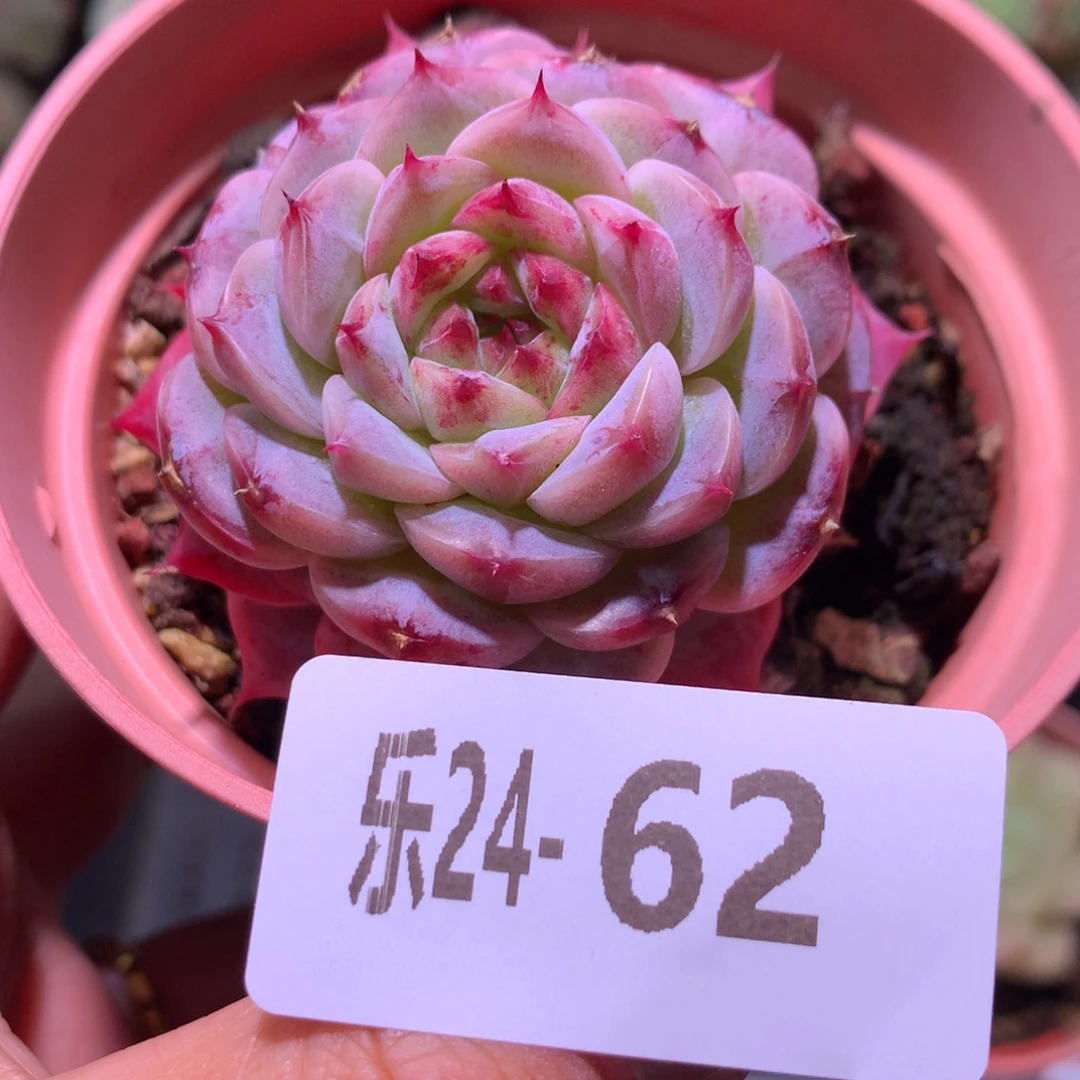 乐然24-62 落霞单头