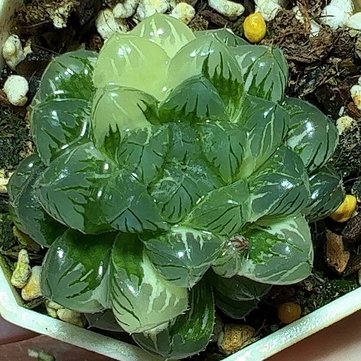 恭喜发财大吉大利0327