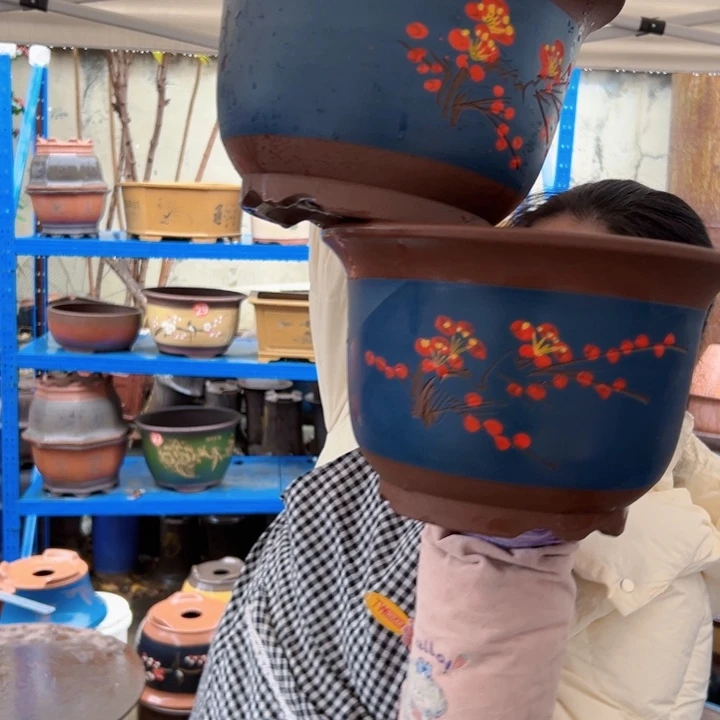 25+25蓝点菜平角金钟花盆花盆