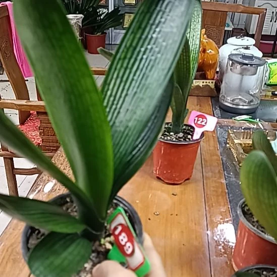 当前无花栽培后可以开花