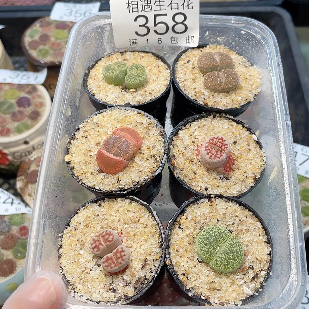 相遇开播福利358