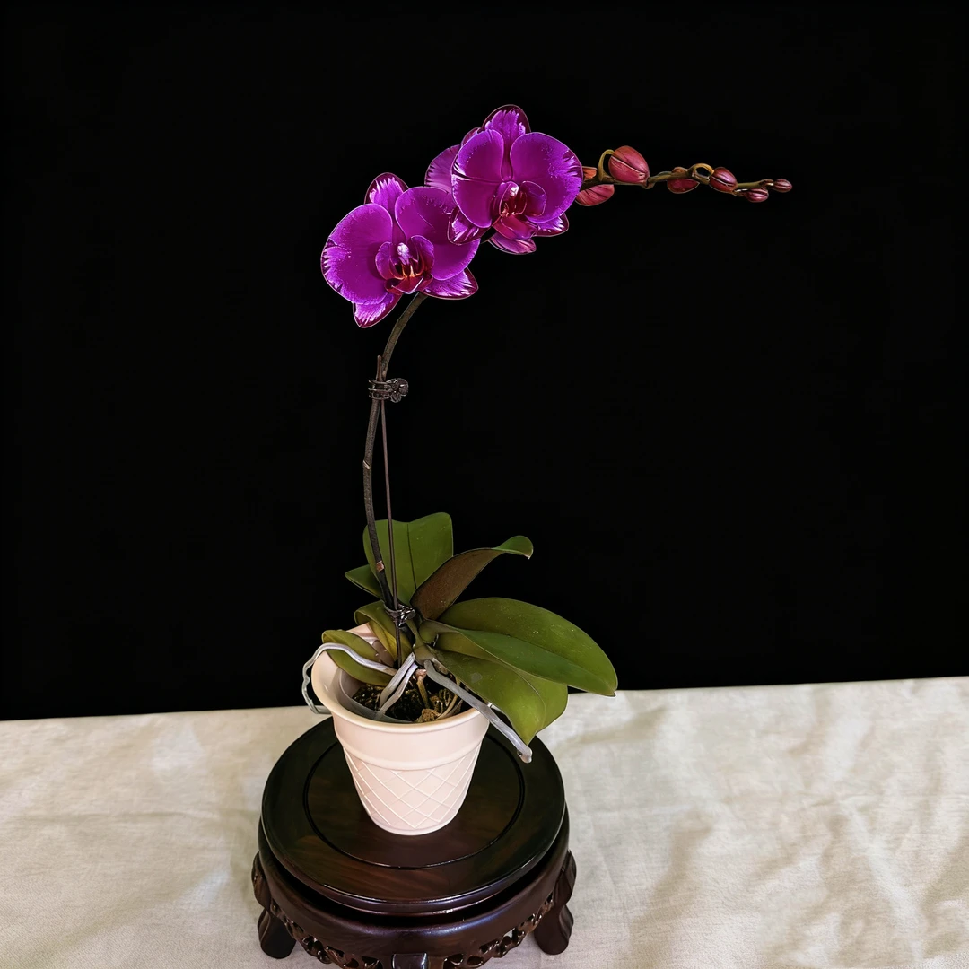 予兰花卉（双星光芒）带花带花苞3.0寸杯发货AA