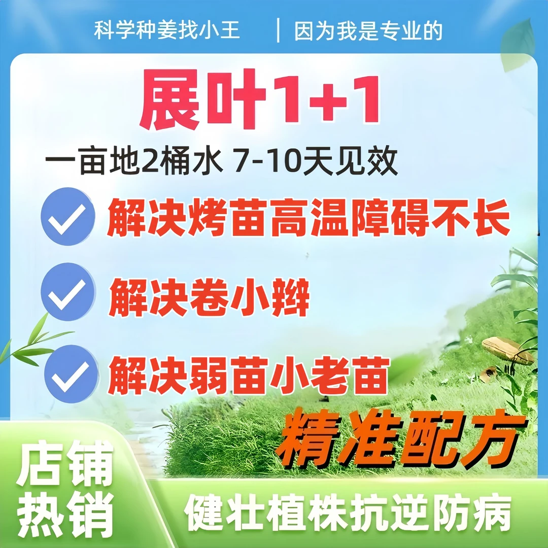 展叶1+1   大姜抗逆绿叶生根