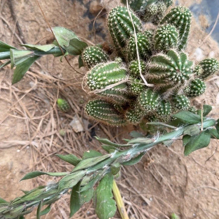 太***️矮胖白檀仙人掌群生658