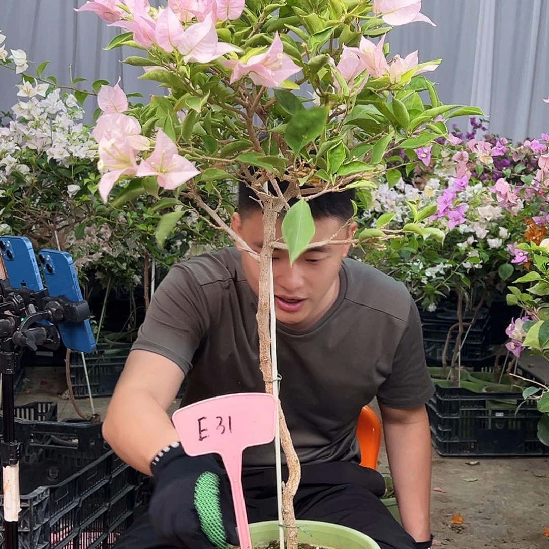 Y***0完全开放E31粉天使