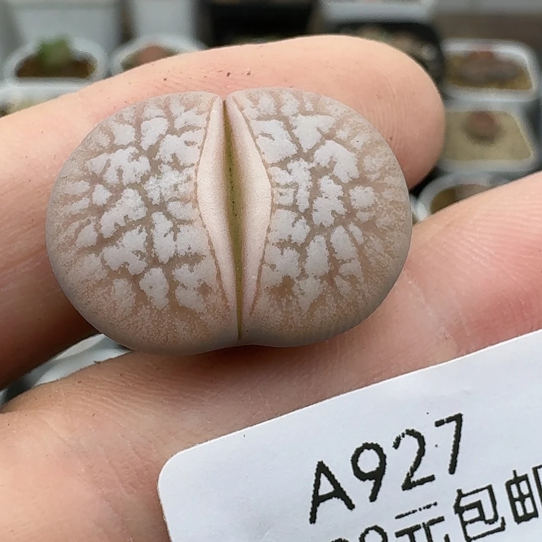 927多肉哈哈哈哈哈哈哈