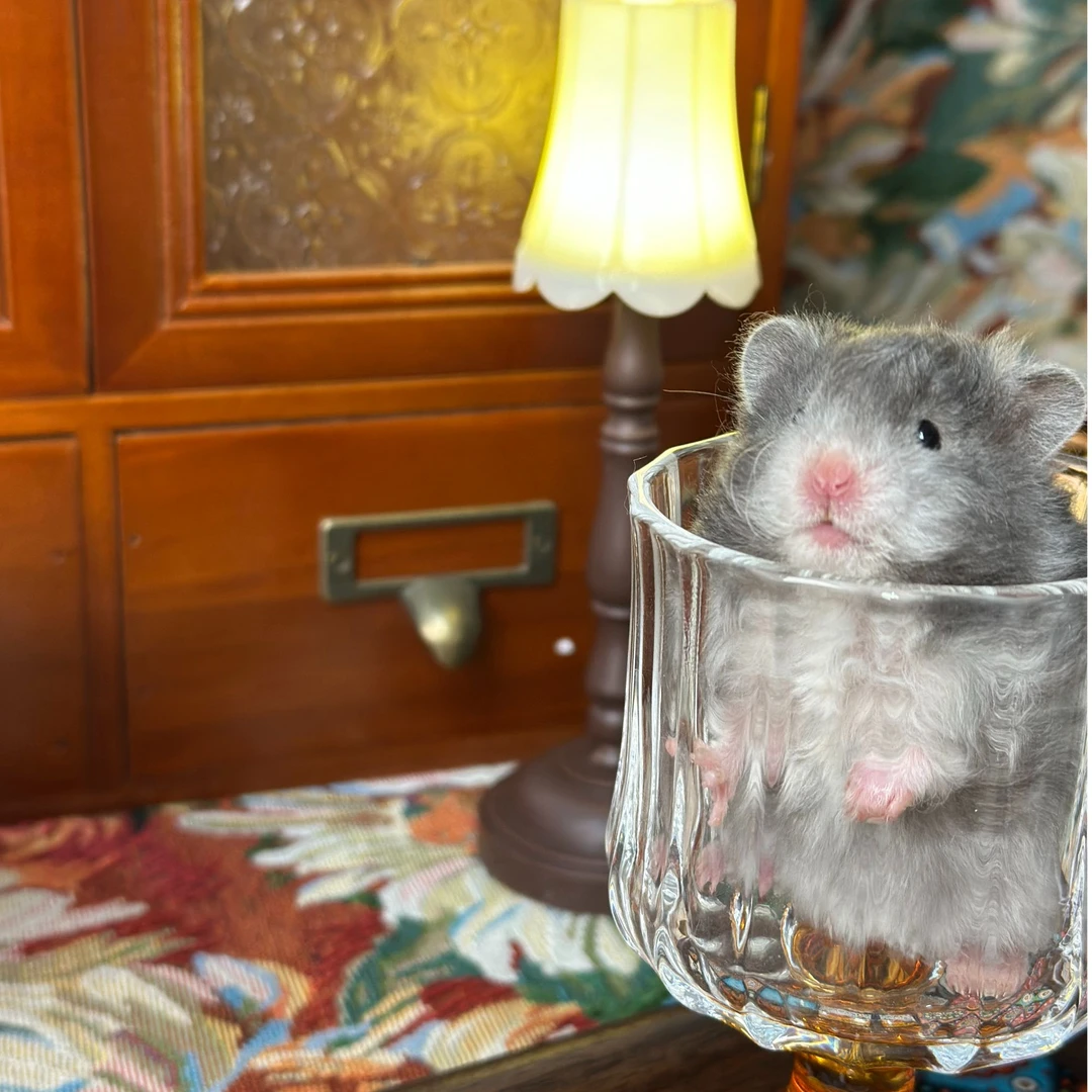 藤盒运输可爱波利纹熊精品家养宿舍大体长毛金丝熊直毛熊卷毛熊