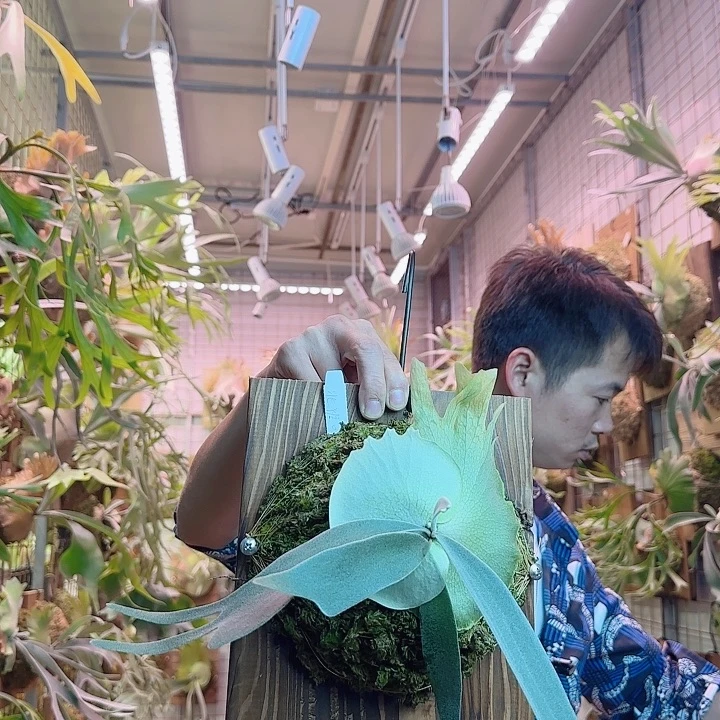 无花朵北猴a2。