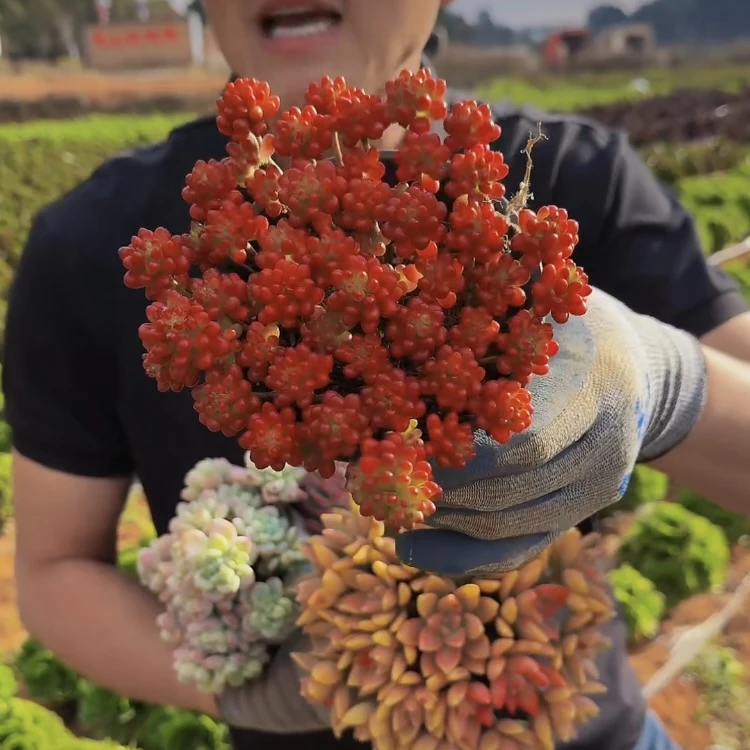 零花钱多肉 红色浆果组合   多肉植物