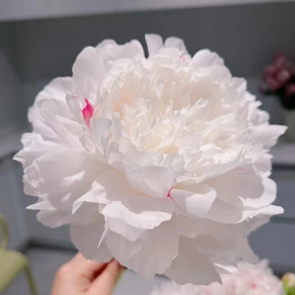 芍药：杨妃出浴（10支/束 菏泽大田芍药）