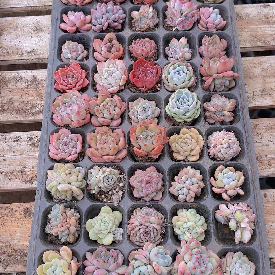 直播一物一拍多肉156