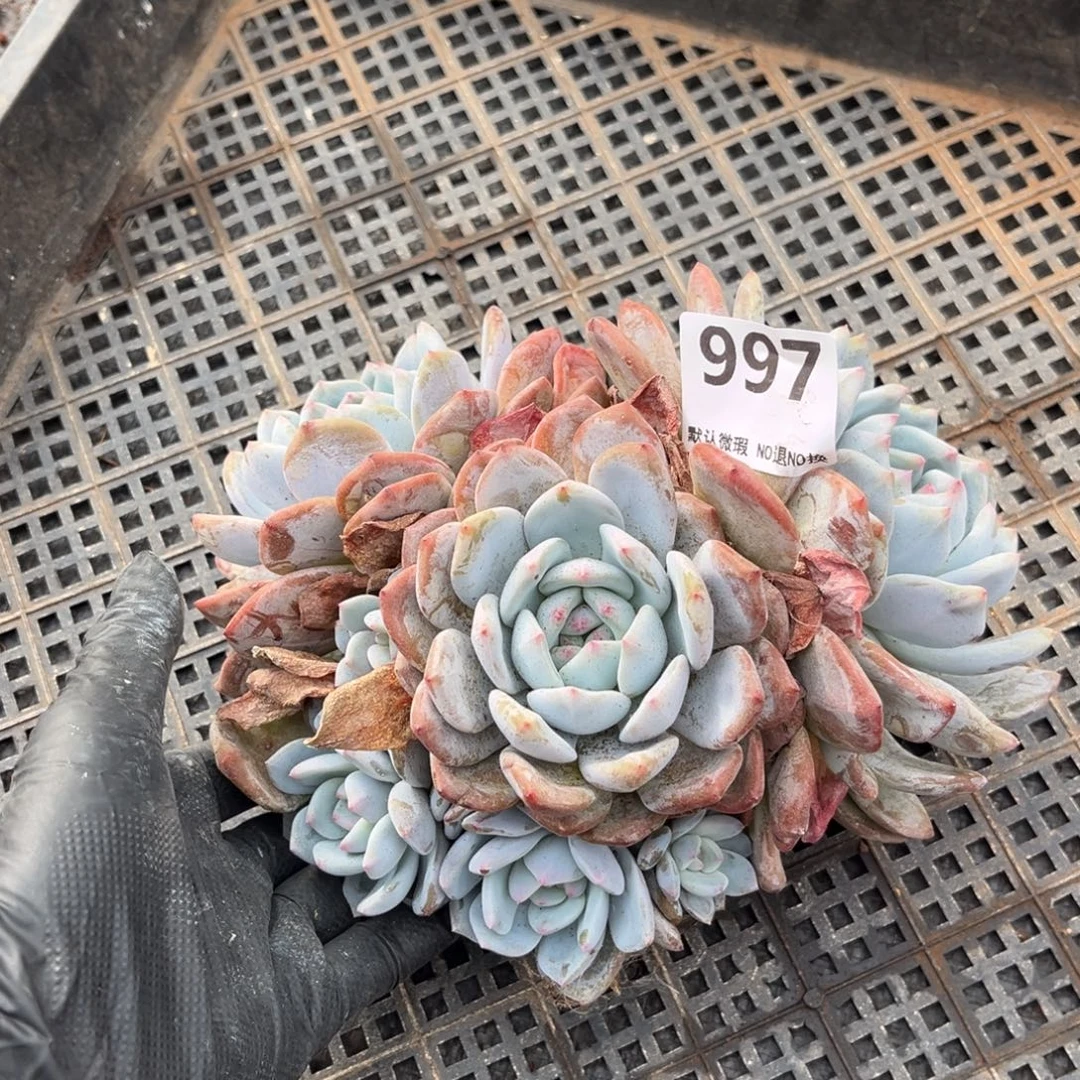 997号新疆西藏内蒙古不包邮的不售后