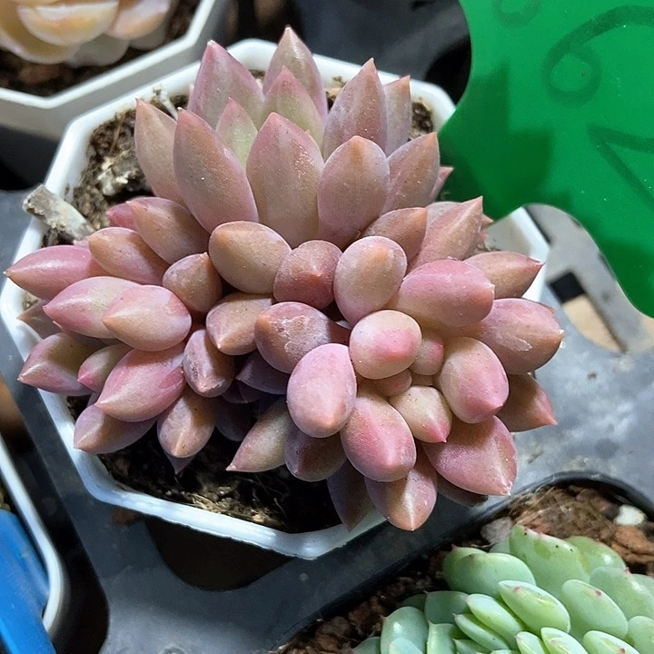 多肉植物车厘子1662