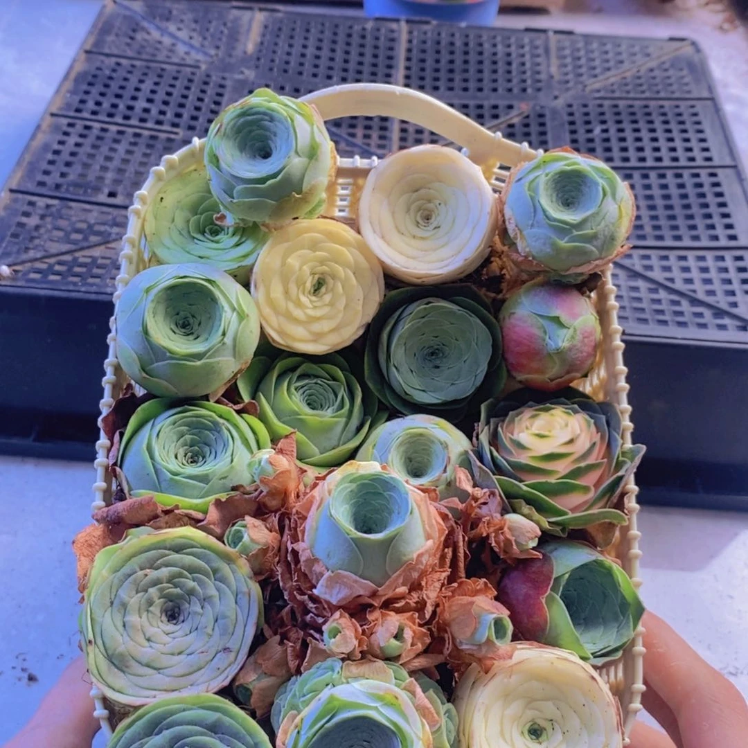 量拍。 18颗成品大玫瑰送花篮。02