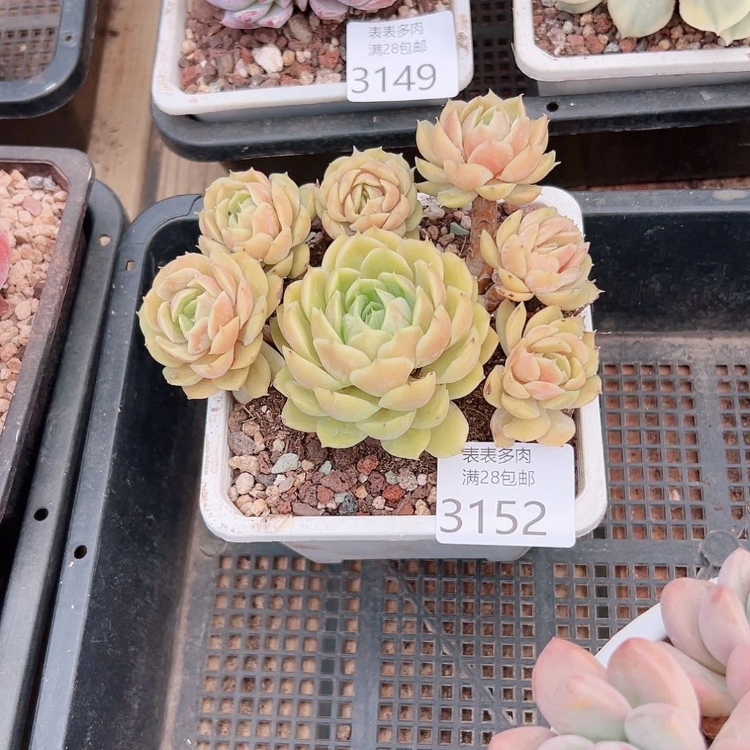 晴****多肉一物一拍植物3152
