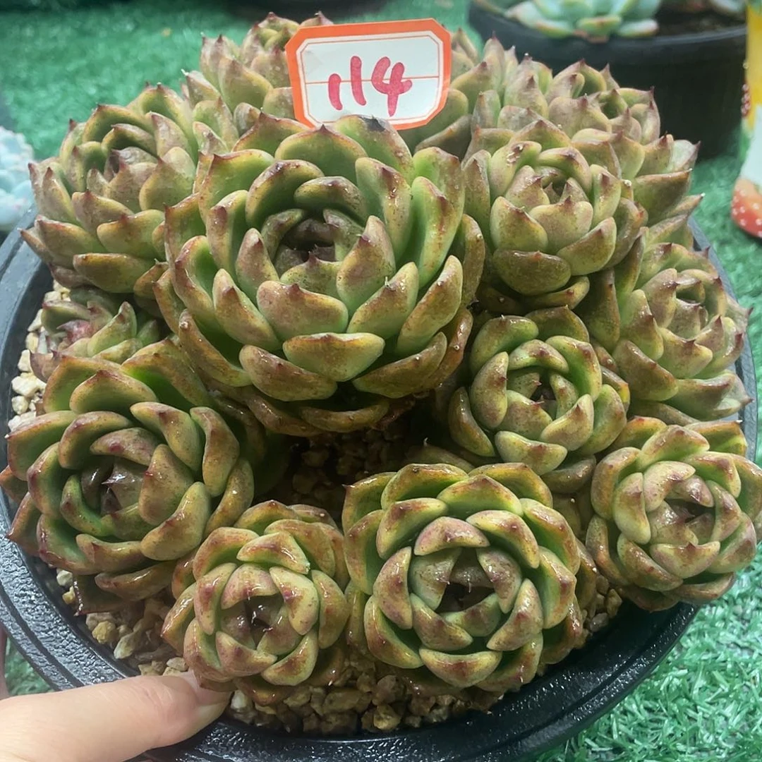 114一物一一拍一拍